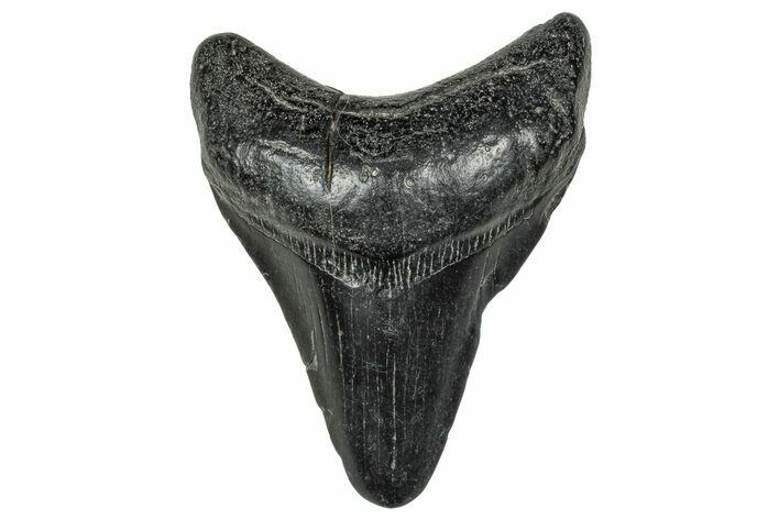 Fossil Megalodon Tooth - South Carolina #327564
